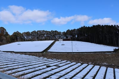 佐々町　迎木場　雪の茶畑