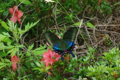 金剛山で見かけた、蝶々　  2022.06.17