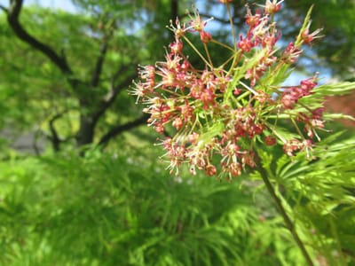 タムケヤマの花