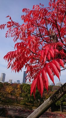 大阪城の銀杏並木