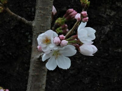 「3月20日　染井吉野桜が咲き出した！」