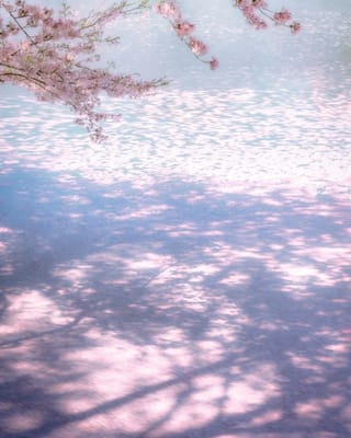 春を感じる花筏に映り込む桜の木
