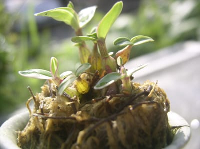 石斛類の極小サイズ若苗自然結実の成長観察記