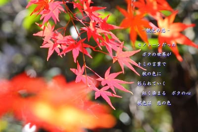 写真詩　-　秋色の恋　-