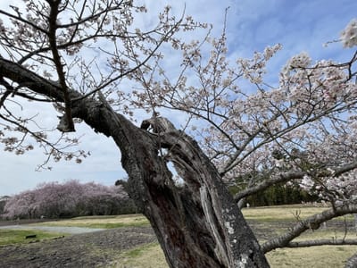 古木桜