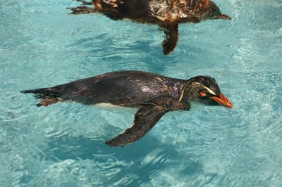 泳ぐペンギン