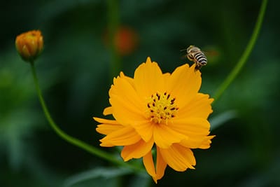 キバナコスモスとミツバチ