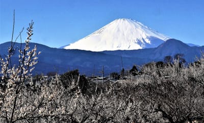 　《 小田原梅まつり 》　 🗻　富士山を望む　"曽我梅林" 「今年の開花は早い傾向」〈小田原市〉