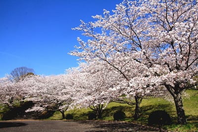 フォト桜旅日記『　菊池公園の桜　』ｘｙｗ２６０６