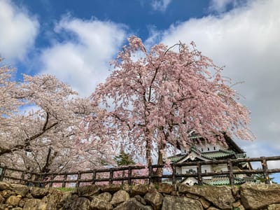 弘前公園桜祭り