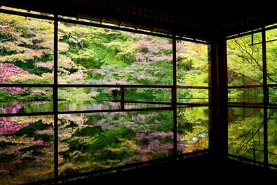 京都旅行②　瑠璃光院の紅葉