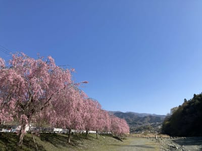 寄・中津川のしだれ桜