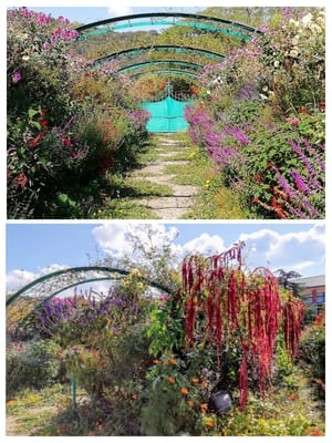 「花のトンネル」　モネの庭  マルモッタン  花の庭１　  (四国ツアー２日目)    2023年10月18日