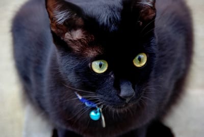 黒猫ショボ