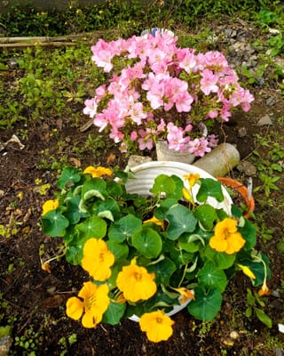  「我が家の花壇」　✿ 　サツキ &  キンレンカ 　✿