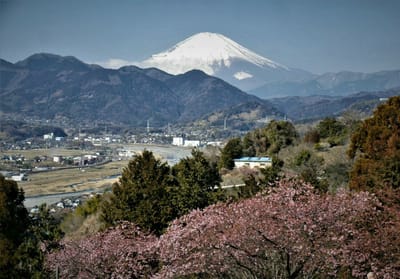 🗻　松田町 西平畑公園（ハーブ館ほか）からの富士　🗻