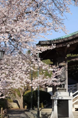 流山の桜8～清瀧院