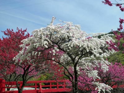 昼神温泉、阿智川沿いのシダレ花桃