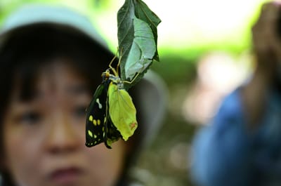 国蝶 オオムラサキ