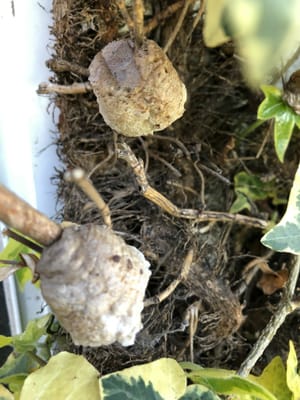 カマキリの巣