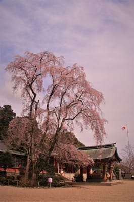 塩竈神社の塩竈桜は未だつぼみでした。ソメイヨシノは満開です。