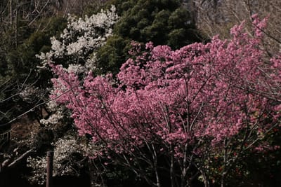 県立三ッ池公園の早咲き桜2021