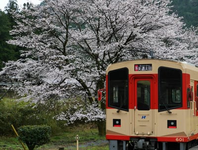 桜と長良川鉄道（３）