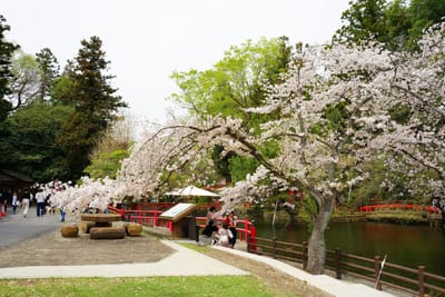間々田八幡公園の桜