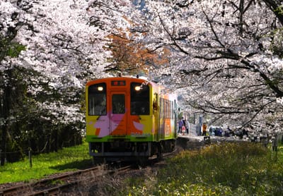 桜と列車（６）