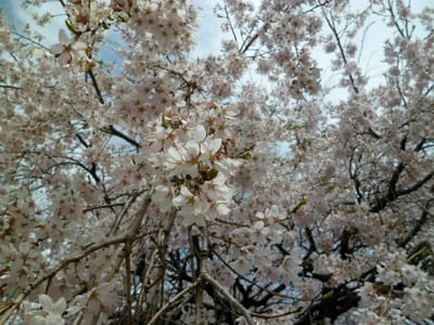 春日公園（春日城址）８分咲の大しだれ桜