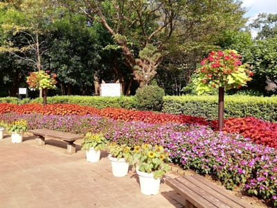 「元気な花壇」　　猛暑のアンデルセン公園(ふれあい広場の動物と押し花展他)     2021年８月２６日    