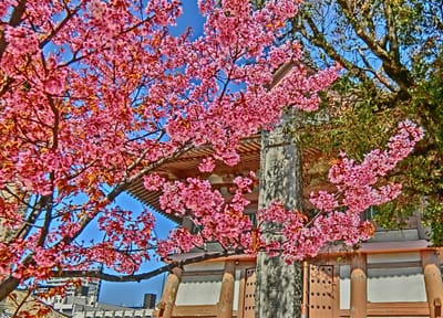 蜂須賀桜。