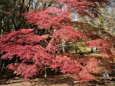 　<お気に入り写真> 　国営武蔵丘陵森林公園の紅葉