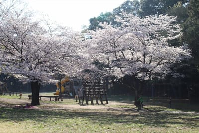 流山の桜1