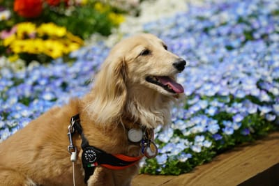 花壇展の犬