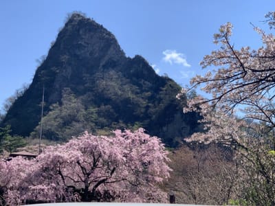 筆頭岩の前に咲く桜
