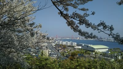 映画🎥やドラマのロケ地、若松岬の山公園の満開のソメイヨシノ桜🌸と若戸大橋