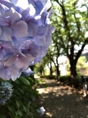 遊歩道の紫陽花