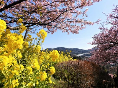 河津桜と菜の花のコラボが素敵～～♪