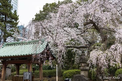 「桜と増上寺と東京タワー」 その１