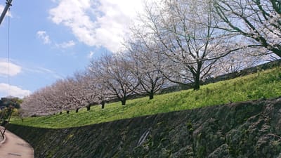 熊本城で桜咲きました