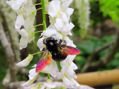 藤の花とクマバチ