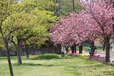 あけぼの山農業公園1～八重桜