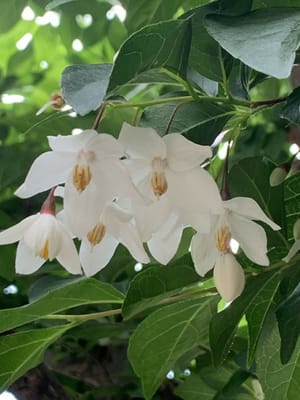 野茉莉の木の花