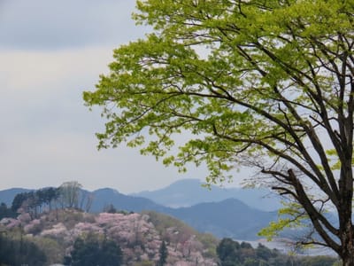 桜の山と秩父の山波のコラボ