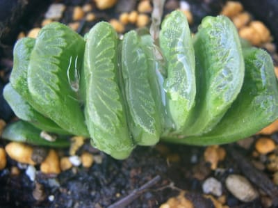 多肉植物　ハオルチア　グリーン玉扇