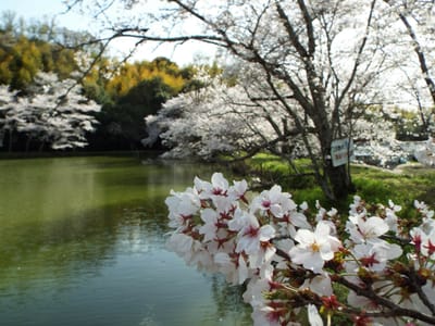 内山永久寺跡の桜