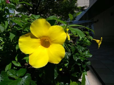 夏の終わりに　ルクア大阪11F　風の広場のお花たち