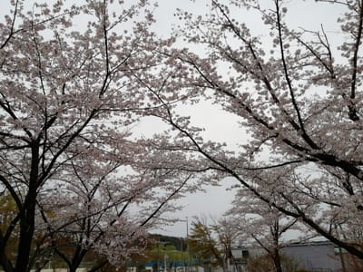 桜のトンネル　　　花の観音寺   ３月28日