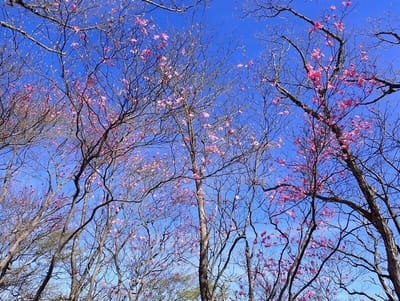 薬師岳直下で咲いていました！アカヤシオやっと青空バックに撮れました